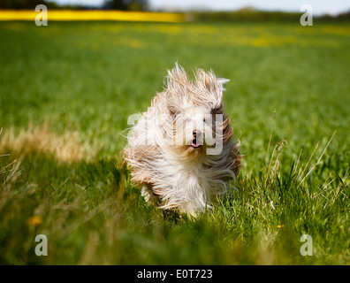 Schuss von Rassehund. An einem sonnigen Sommertag draußen gebracht. Stockfoto