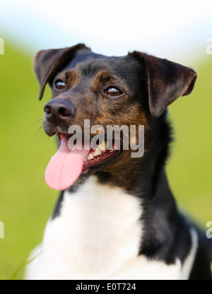 Schuss von Rassehund. An einem sonnigen Sommertag draußen gebracht. Stockfoto