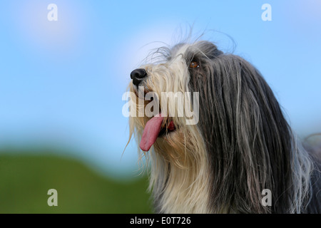 Schuss von Rassehund. An einem sonnigen Sommertag draußen gebracht. Stockfoto