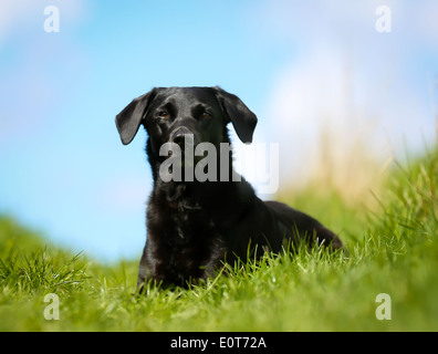 Schuss von Rassehund. An einem sonnigen Sommertag draußen gebracht. Stockfoto