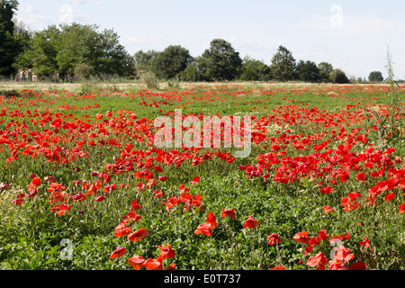 Rote Mohnblumen auf grüne Unkraut Felder im Frühling im italienischen Landschaft Stockfoto