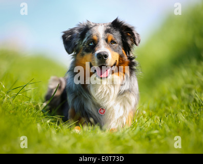Schuss von Rassehund. An einem sonnigen Sommertag draußen gebracht. Stockfoto
