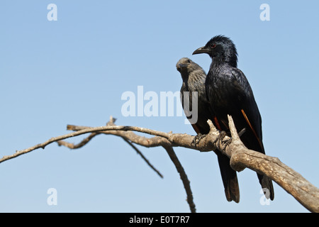 Red-winged Starling (Onychognathus Morio) männliche und weibliche thront auf einem Ast, Krüger Nationalpark, Südafrika Stockfoto