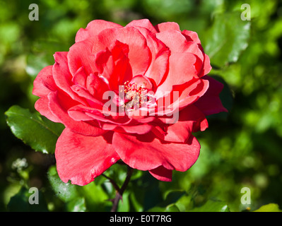 Rote Rose - Blüte rosa Stockfoto