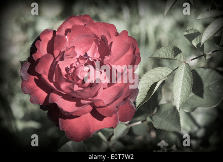 Rote Rose - Blüte rosa Stockfoto