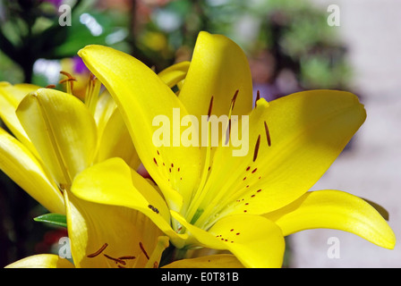 Schließen Sie herauf Bild einer gelben Blume Stockfoto