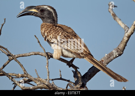 Afrikanische Grau Hornbill (Tockus Nasutus SSP. Epirhinus) thront, Krüger Nationalpark, Südafrika Stockfoto