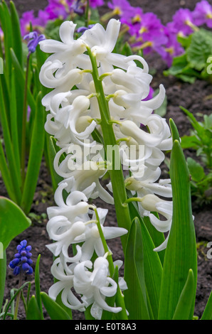 Weiße Hyazinthe Blumen im Garten, Nahaufnahme Bild. Stockfoto