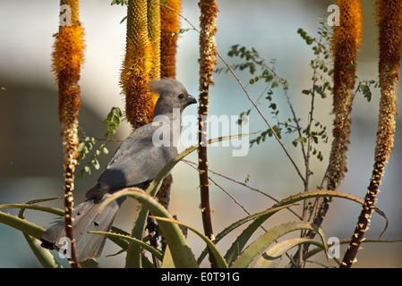 Graue Go-away-Bird (Corythaixoides Concolor) auf Aloe SP., Krüger Nationalpark, Südafrika Stockfoto
