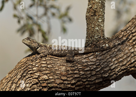 Blau-throated Agama (Acanthocercus Atricollis) auch bekannt als südlichen Baum Agama, Schwarzhalstaucher Agama, Krüger-Nationalpark, Stockfoto