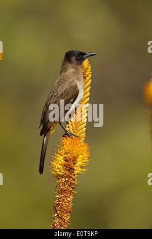 Garten Bulbul (Pycnonotus barbatus layardi), auch als Dunkle, schneebedeckten Bulbul und black-eyed bulbul. Früher (Pycnonotus tricolor) Stockfoto