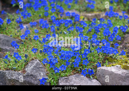 Blaue Enzian senkt Gentiana acaulis Stockfoto