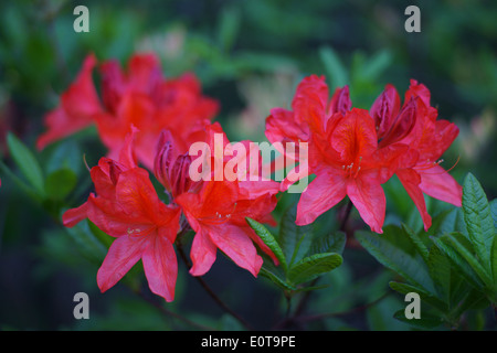 Rhododendron Rot Blumen von Gneist Stockfoto