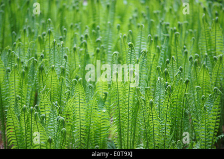 Gemeinsamen Wurmfarn Dryopteris Filix Mas grüne Blätter angehende Stockfoto