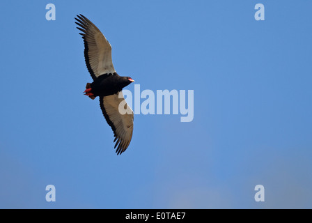 Bateleur (Terathopius Ecaudatus) im Flug, Krüger Nationalpark, Südafrika Stockfoto
