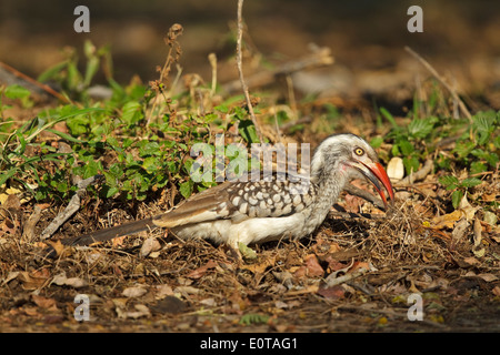 Südlichen rot-billed Hornbill (Tockus Rufirostris) Unterart des nördlichen rot-billed Hornbill (Tockus Erythrorhynchus) Stockfoto