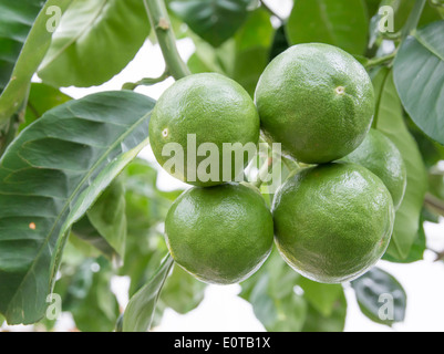 Frische grüne Limette Früchte Reifen an einem Baum. Stockfoto