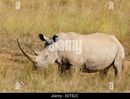 Weißer Rhinoceros (Ceratotherium Simum) Weiden in Pilanesberg National Park, Südafrika. Stockfoto
