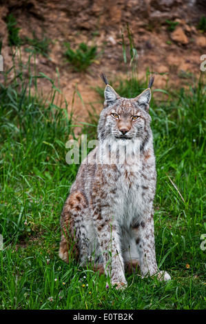 Eurasischer Luchs (Lynx Lynx) auf Basis der Felswand sitzen Stockfoto