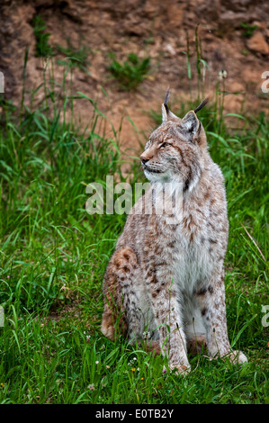 Eurasischer Luchs (Lynx Lynx) auf Basis der Felswand sitzen Stockfoto