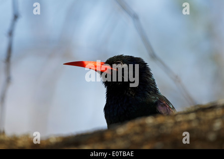 Kopf des grünen Holz Wiedehopf (Phoeniculus Purpureus Marwitzi), Krüger Nationalpark, Südafrika Stockfoto