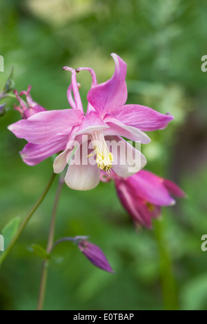 Aquilegias in einem englischen Cottage-Garten. Stockfoto