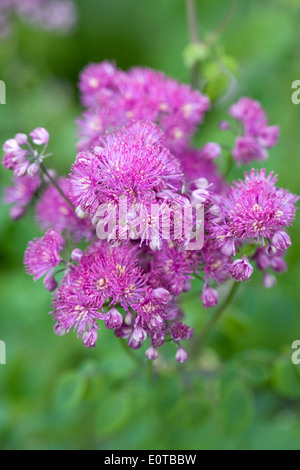 Thalictrum Aquilegifolium. Größere Wiese Rue wächst in einem englischen Cottage-Garten. Stockfoto