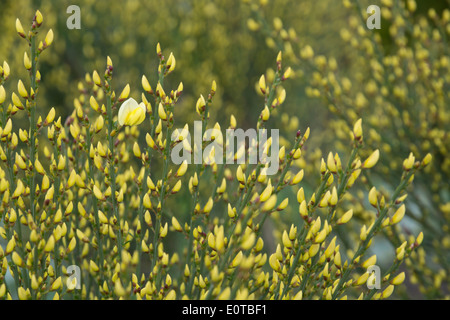 Warminster Besen, Cytisus X praecox, Blüte im Mai, Stockholm, Schweden. Stockfoto