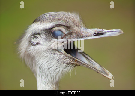Die größere Rhea Rhea Americana Kopf und Schnabel Stockfoto