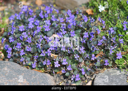 Viola Labradorica Alpine Hund violett American Dog violett, Hund Violet Labrador violett Stockfoto