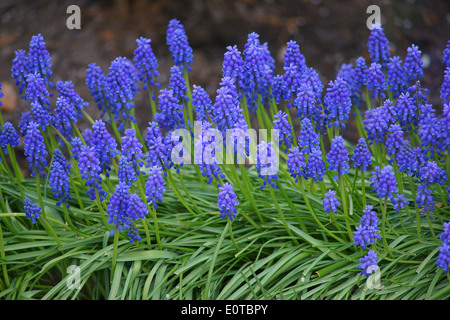 Blaue Traubenhyazinthen Blumen im Cluster Muscari armeniaca Stockfoto