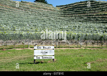 ESK Valley Weingut Bay View Napier Neuseeland der Hawkes Bay Region North Island Bird Netting schützt die Reben Stockfoto