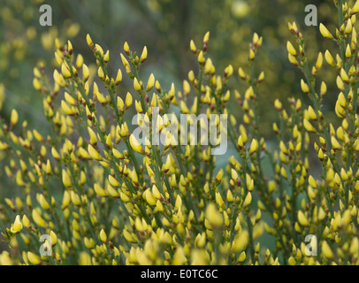 Warminster Besen, Cytisus X praecox, Blüte im Mai, Stockholm, Schweden. Stockfoto