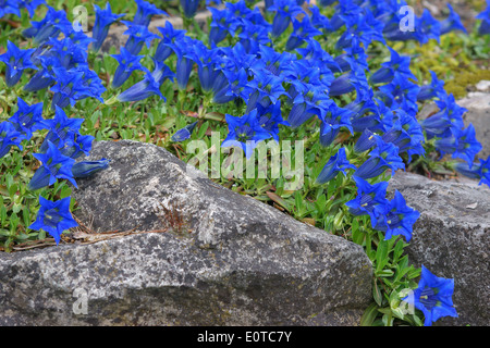 Blaue Enzian senkt Gentiana acaulis Stockfoto