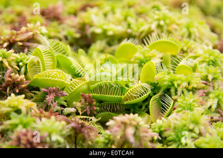 Venusfliegenfalle Pflanze Dionaea Muscipula fleischfressende, fliegen Essen, heimische Pflanze, die US-Ostküste Feuchtgebiete. Stockfoto