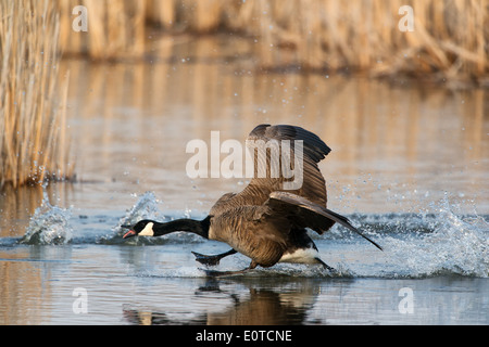 Kanada-Gans Landung auf dem Wasser. Stockfoto