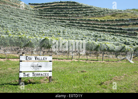 ESK Valley Weingut Bay View Napier Neuseeland der Hawkes Bay Region North Island Bird Netting schützt die Reben Stockfoto