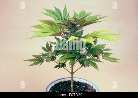 Weiblichen Cannabispflanze in Blumentopf, Indica dominant Hybrid in der Blütephase. Stockfoto