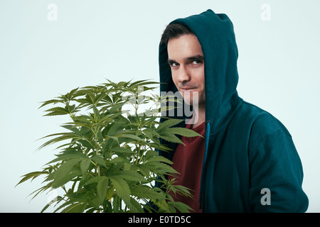 Junger Mann in Hoodie und Cannabis Pflanze. Stockfoto