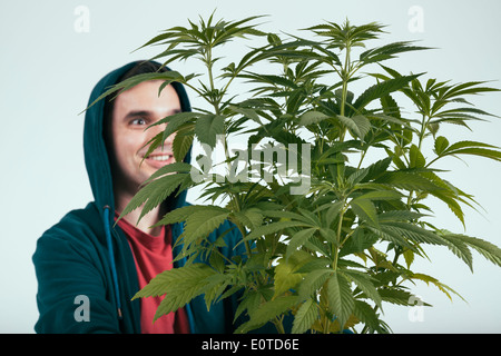 Glücklicher Mensch in Hoodie und Cannabis Pflanze. Stockfoto