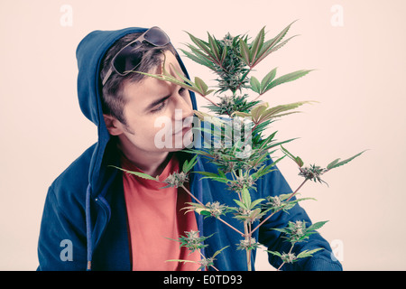 Mann in Hoodie riechen Cannabis-Plan in der Blütephase. Stockfoto