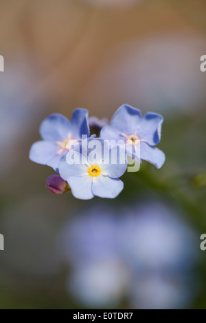 Forget Me Not; Myosotis Arvensis; Cornwall; UK Stockfoto