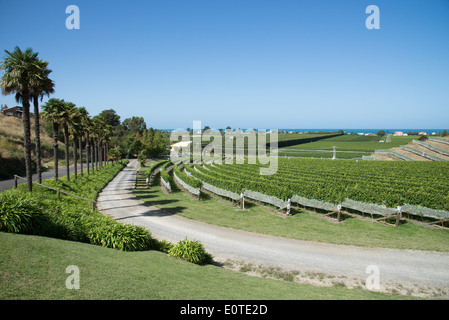 ESK Valley Weingut Bay View Napier Neuseeland der Hawkes Bay Region North Island Bird Netting schützt die Reben Stockfoto