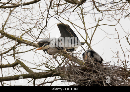 Graureiher; Ardea Cinerea; UK Stockfoto