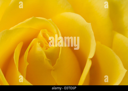 Schließen Sie herauf Bild der gelbe rose Stockfoto