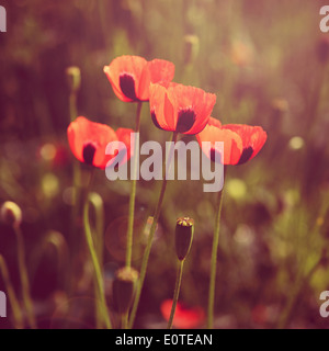 Mohn Blumen Retro-look Stockfoto