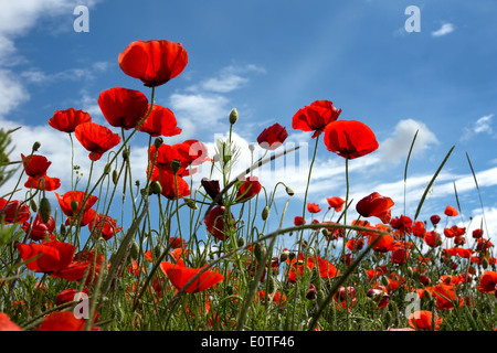 Mohnblumen Feld auf blauen Himmel und Wolken-Hintergrund Stockfoto