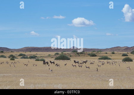Zebra und Springböcke in der afrikanischen Savanne Stockfoto