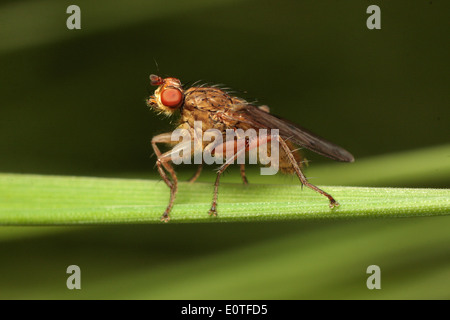 Dung Fly Stockfoto