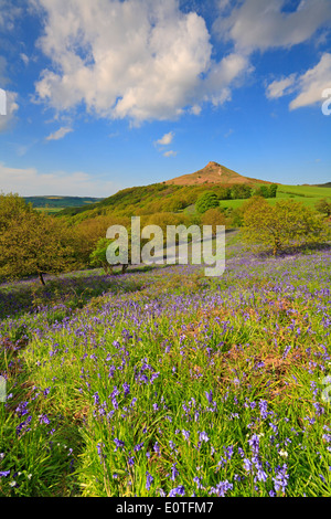 Nähe Topping und Glockenblumen in Newton Holz, North Yorkshire, North York Moors National Park, England, UK Stockfoto